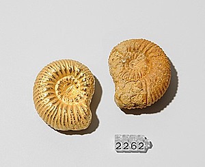 Schuler Auktionen AG - Ammonit-Gold-Brosche mit Versteinerung