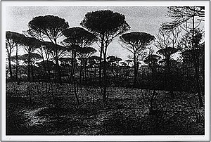 Schuler Auktionen AG - Groebli, René