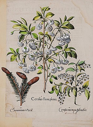 Schuler Auktionen AG - Besler, Basilius