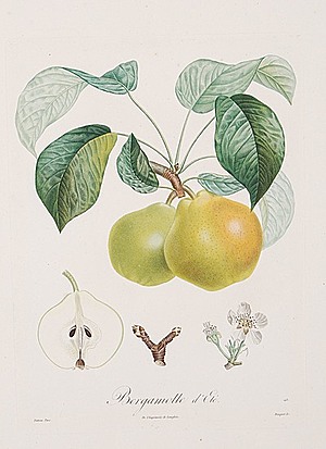 Schuler Auktionen AG - Bouquet, Louis