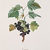 Schuler Auktionen AG - Bouquet, Louis