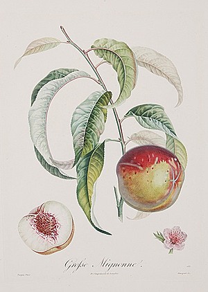 Schuler Auktionen AG - Bouquet, Louis