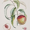 Schuler Auktionen AG - Bouquet, Louis