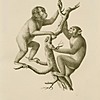 Schuler Auktionen AG - Säugetiere - Schinz, Hans Rudolf