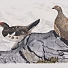Schuler Auktionen AG - Hainard, Robert