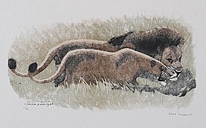 Schuler Auktionen AG - Hainard, Robert