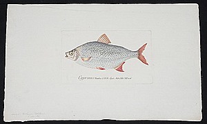 Schuler Auktionen AG - Fische