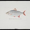 Schuler Auktionen AG - Fische