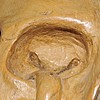 Schuler Auktionen AG - Memento Mori-Kopf