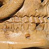 Schuler Auktionen AG - Memento Mori-Kopf
