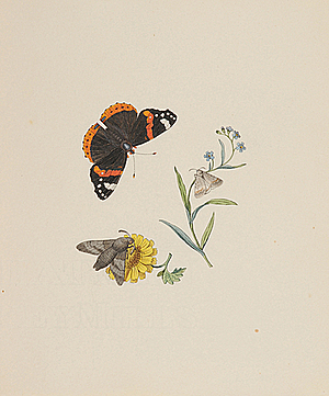 Schuler Auktionen AG - Schellenberg, Johann Rudolf