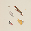 Schuler Auktionen AG - Schellenberg, Johann Rudolf 