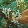 Schuler Auktionen AG - Zatzka, Hans 