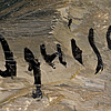 Schuler Auktionen AG - Oguiss, Takanori 
