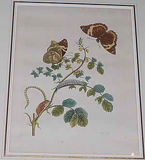 Schuler Auktionen AG - Merian, Maria Sibylla