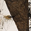 Schuler Auktionen AG - Tapies, Antoni
