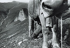 Schuler Auktionen AG - Heussler, Olivia