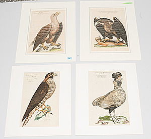 Schuler Auktionen AG - Vögel