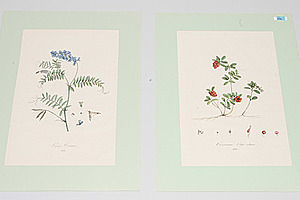 Schuler Auktionen AG - Blumen