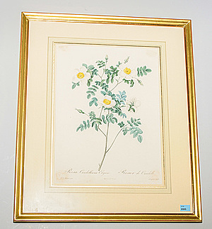 Schuler Auktionen AG - Rosen