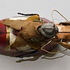 Schuler Auktionen AG - Lehmann-Figur "Tanzendes Schwein"