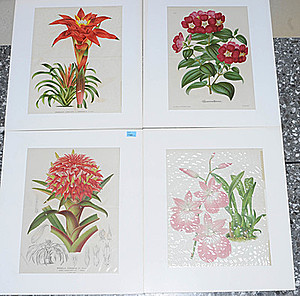 Schuler Auktionen AG - Blumen