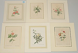 Schuler Auktionen AG - Rosen