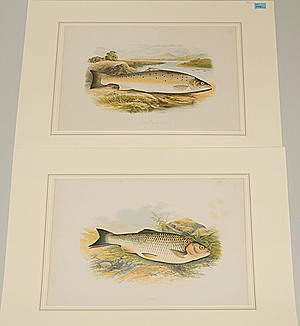 Schuler Auktionen AG - Fische