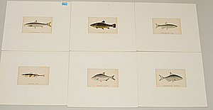 Schuler Auktionen AG - Fische