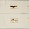 Schuler Auktionen AG - Fische
