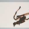 Schuler Auktionen AG - Tapies, Antoni
