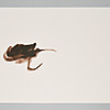 Schuler Auktionen AG - Tapies, Antoni