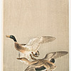 Schuler Auktionen AG - Lot: 15 Farbholzschnitte von Ohara Koson/Shoson (1877–1945)