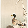 Schuler Auktionen AG - Lot: 15 Farbholzschnitte von Ohara Koson/Shoson (1877–1945)