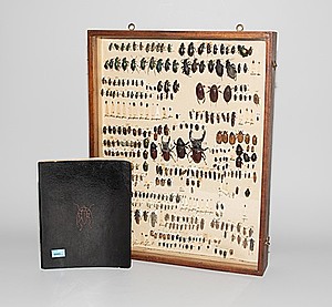 Schuler Auktionen AG - Käfer-Sammlung