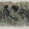 Schuler Auktionen AG - Hainard, Robert