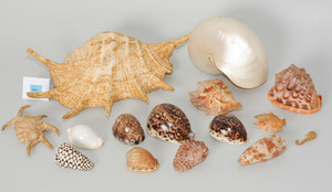 Schuler Auktionen AG - Lot: Muscheln