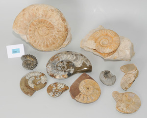 Schuler Auktionen AG - Lot: 14 Versteinerungen