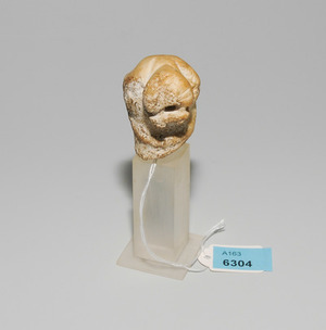 Schuler Auktionen AG - Löwenkopffragment