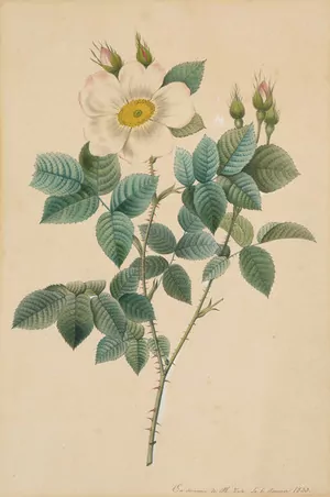 Schuler Auktionen AG - Redouté, Pierre-Joseph