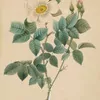 Schuler Auktionen AG - Redouté, Pierre-Joseph