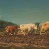 Schuler Auktionen AG - Bonheur, Rosa