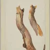 Schuler Auktionen AG - Linck, Jean-Antoine