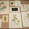 Schuler Auktionen AG - Blumen und Früchte