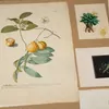 Schuler Auktionen AG - Blumen und Früchte