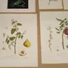Schuler Auktionen AG - Blumen und Früchte