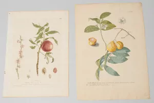 Schuler Auktionen AG - Blumen und Früchte