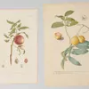 Schuler Auktionen AG - Blumen und Früchte