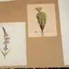 Schuler Auktionen AG - Blumen und Früchte