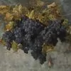 Schuler Auktionen AG - Galbusera, Gioachimo